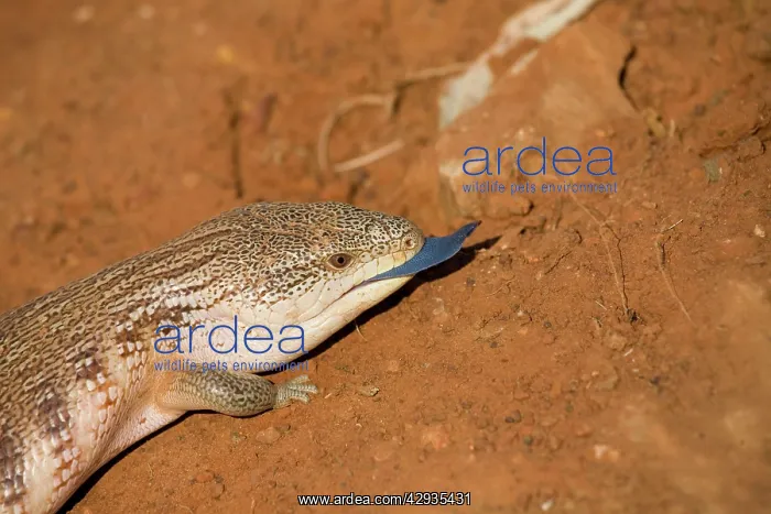 : Common Blue-tongue Skink / Lizard : Common Blue-tongue Skink / Lizard