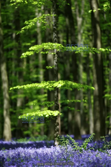 : Common Bluebell : Common Bluebell