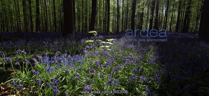 : Common Bluebell : Common Bluebell