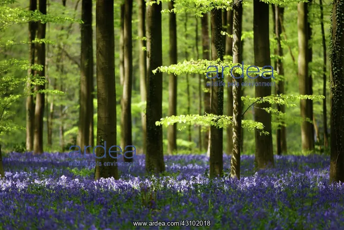 : Common Bluebell : Common Bluebell