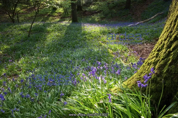 : Common Bluebell : Common Bluebell