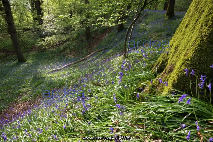 : Common Bluebell : Common Bluebell