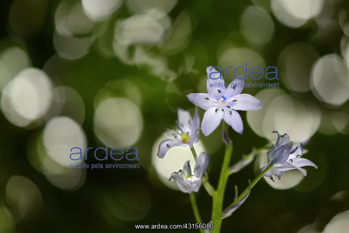 : Common Bluebell : Common Bluebell
