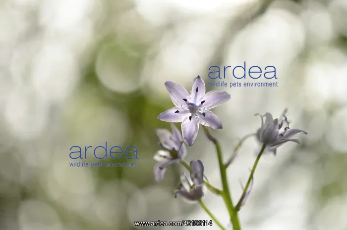 : Common Bluebell : Common Bluebell
