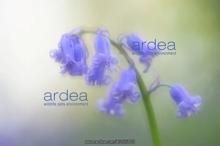 : Common Bluebell : Common Bluebell