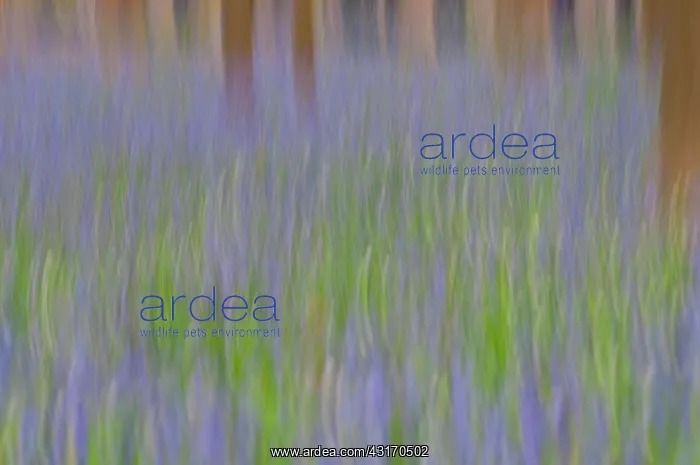 : Common Bluebell : Common Bluebell