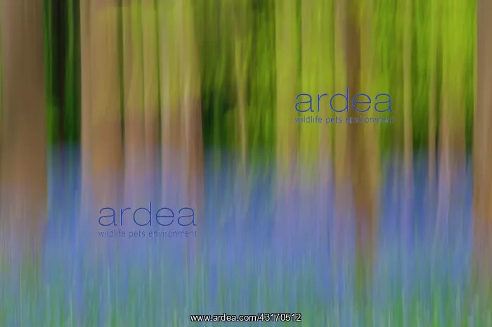 : Common Bluebell : Common Bluebell