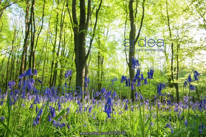 : Common Bluebell : Common Bluebell