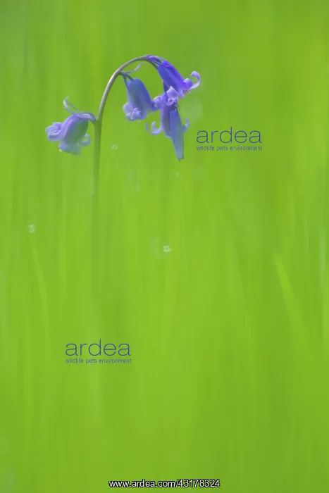 : Common Bluebell : Common Bluebell