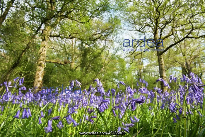 : Common Bluebell : Common Bluebell