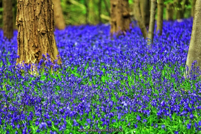  : Common bluebell (Hyacinthoides non-scripta), blu