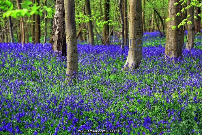 : Common bluebell (Hyacinthoides non-scripta), blu : Common bluebell (Hyacinthoides non-scripta), blu