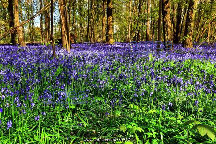 : Common bluebell (Hyacinthoides non-scripta), blu : Common bluebell (Hyacinthoides non-scripta), blu