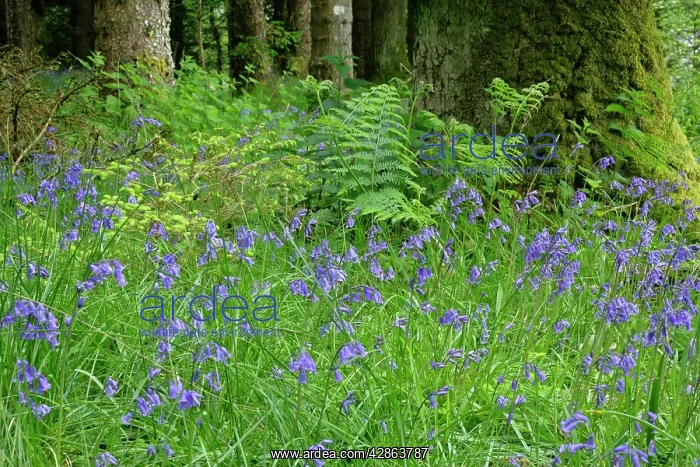 : Common Bluebells - dense polulation on forest clearing : Common Bluebells - dense polulation on forest clearing