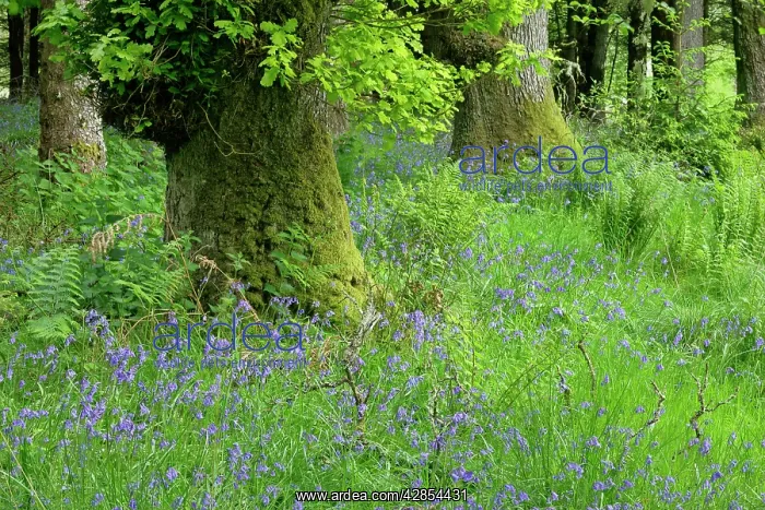 : Common Bluebells - dense population on forest clearing : Common Bluebells - dense population on forest clearing
