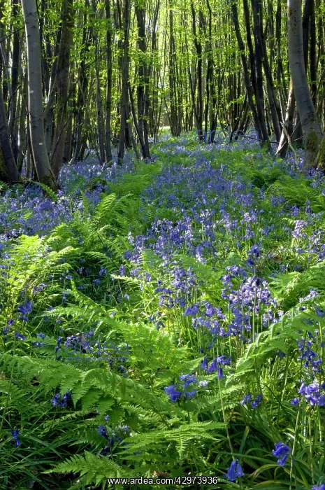 : Common Bluebells flowering en mass - copse wood : Common Bluebells flowering en mass - copse wood