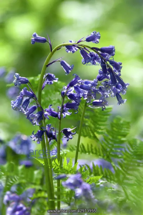 : Common Bluebells flowering en mass - copse wood : Common Bluebells flowering en mass - copse wood