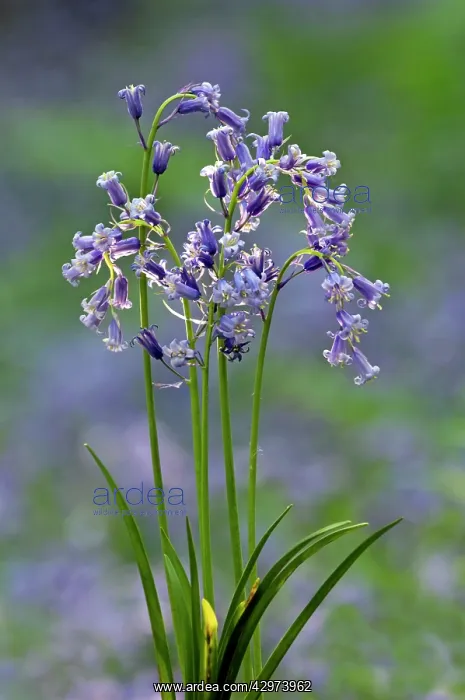 : Common Bluebells flowering en mass - copse wood : Common Bluebells flowering en mass - copse wood