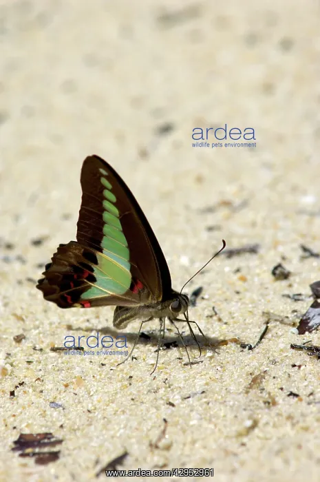  : Common Bluebottle butterfly feeds on a damp sand