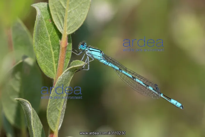 : Common Bluet : Common Bluet