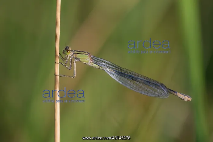: Common Bluet : Common Bluet