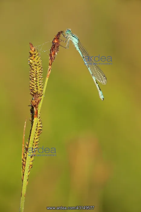 : Common Bluet : Common Bluet