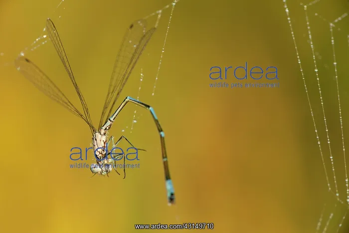 : Common Bluet : Common Bluet