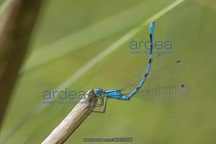 : Common Bluet : Common Bluet