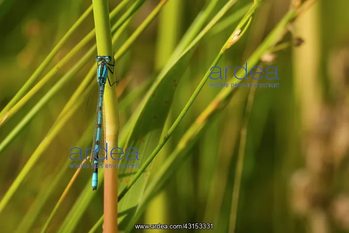 : Common Bluet : Common Bluet