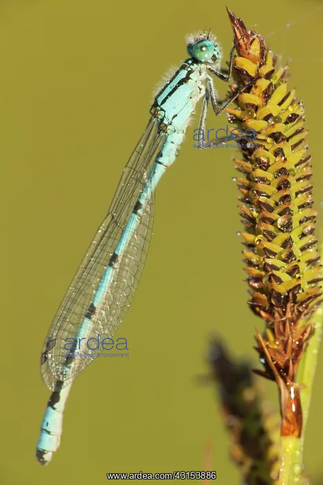 : Common Bluet : Common Bluet