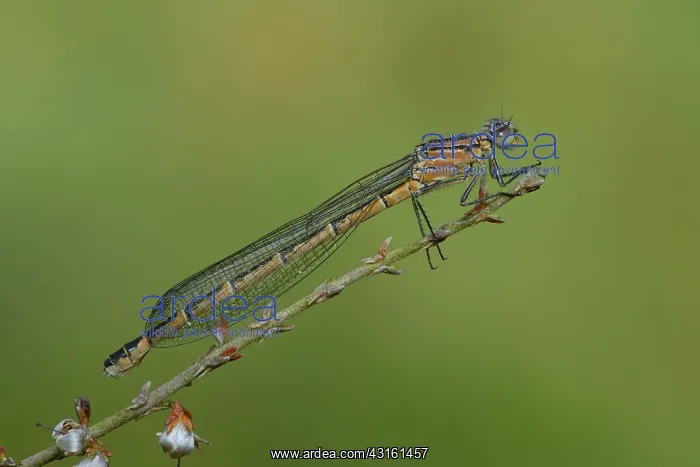 : Common Bluet : Common Bluet