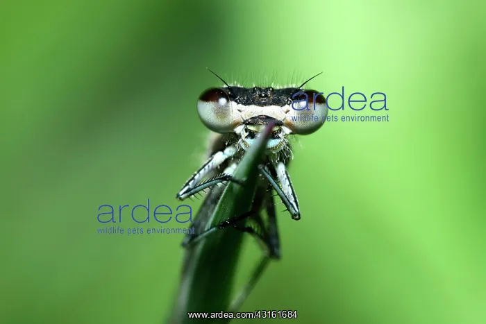 : Common Bluet : Common Bluet