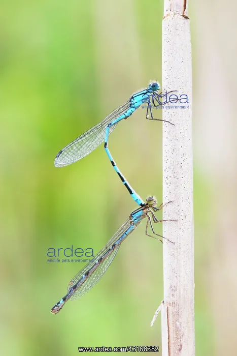 : Common Bluet : Common Bluet