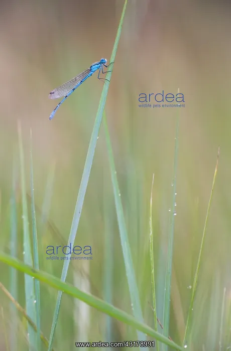 : Common Bluet : Common Bluet