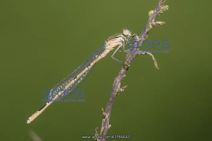 : Common Bluet : Common Bluet