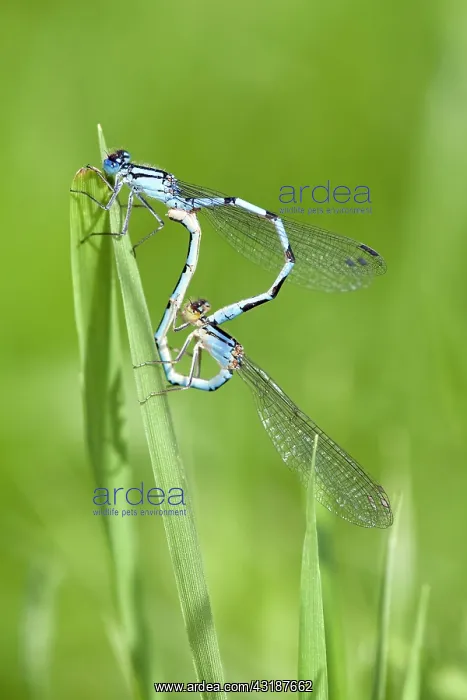 : Common Bluet : Common Bluet