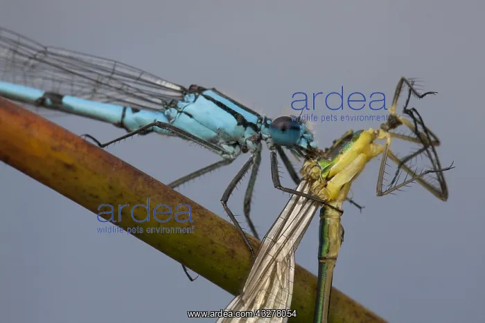 : Common Bluet (Enallagma cyathigerum) with a cau : Common Bluet (Enallagma cyathigerum) with a cau