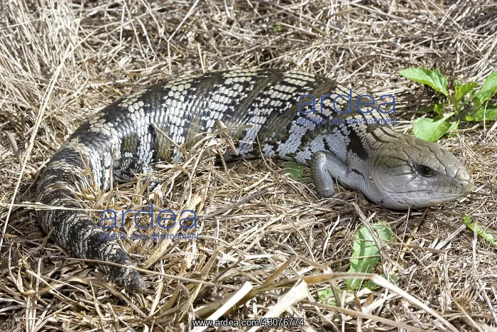 : Common bluetongue lizard : Common bluetongue lizard