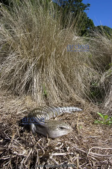 : Common bluetongue lizard : Common bluetongue lizard
