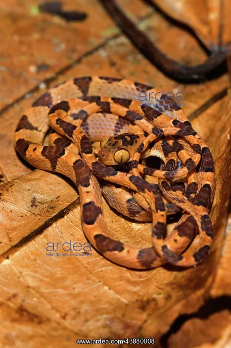 : Common Blunt-headed Tree Snake : Common Blunt-headed Tree Snake