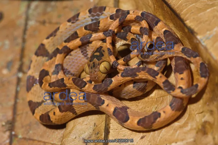 : Common Blunt-headed Tree Snake : Common Blunt-headed Tree Snake