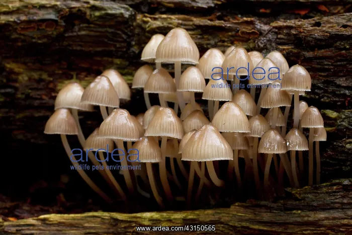 : Common Bonnet : Common Bonnet