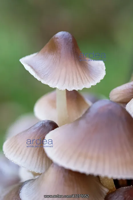  : Common Bonnets