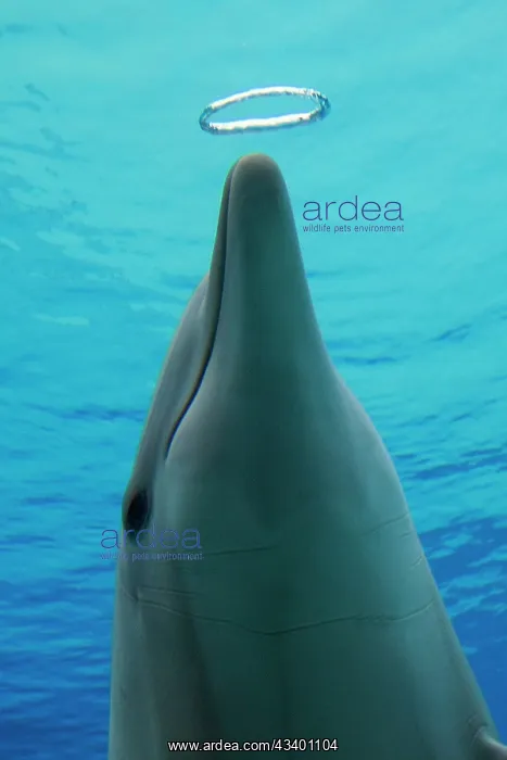 : Common Bottlenose Dolphin - with air bubble ring : Common Bottlenose Dolphin - with air bubble ring