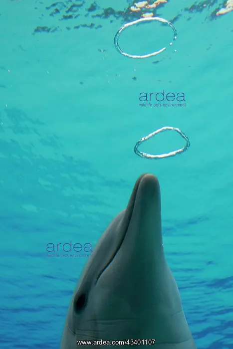 : Common Bottlenose Dolphin - with air bubble rings : Common Bottlenose Dolphin - with air bubble rings