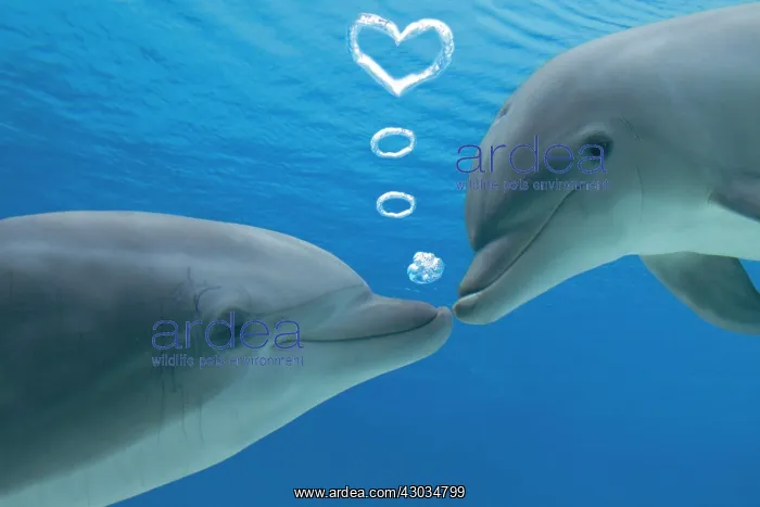  : Common Bottlenose Dolphin, two facing each other