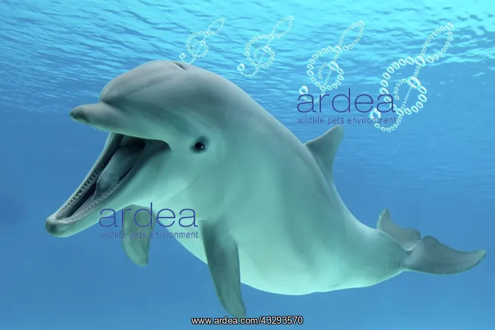 : Common Bottlenose Dolphin, with mouth open, underwater blowi : Common Bottlenose Dolphin, with mouth open, underwater blowi