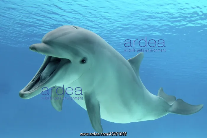 : Common Bottlenose Dolphin - with mouth open : Common Bottlenose Dolphin - with mouth open