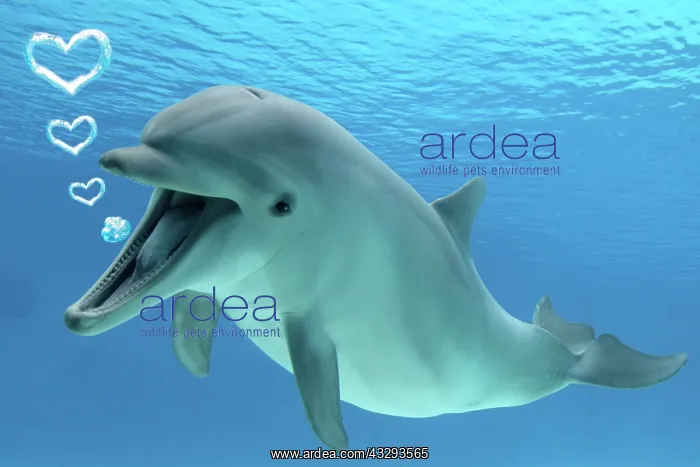 : Common Bottlenose Dolphin, with mouth open, underwater with : Common Bottlenose Dolphin, with mouth open, underwater with