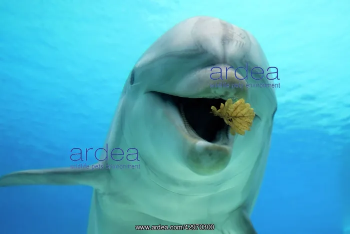 : Common Bottlenose Dolphin - playing with leaf : Common Bottlenose Dolphin - playing with leaf